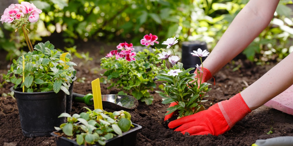 Comment Planter Des Fleurs Dans Son Jardin