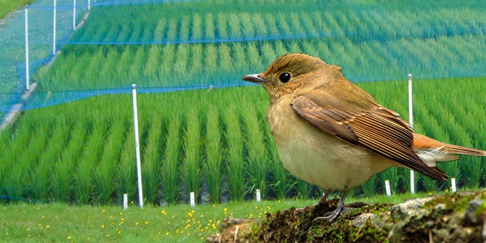 Filet anti-oiseaux vert 4 x 5 mètres - Filets de protection pour le jardin  - Articles
