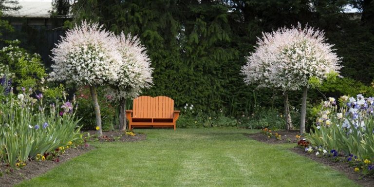 Quand Et Comment Planter Le Saule Crevette