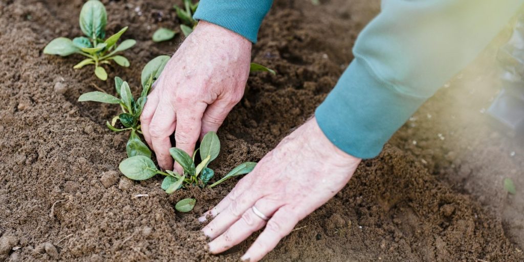 Comment Tailler Et Récolter Le Basilic Pour Une Utilisation Toute L